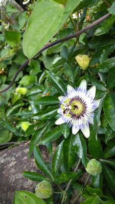 ～  チックタック♪ ～　涼しい顔で時を刻む  時計草☆ 　　(2020.7.21) (c) Yukie Arai