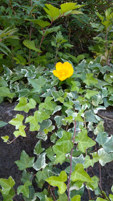 ～  錦糸梅  ～　黄一点 ♪　　(2020.6.3) (c) Yukie Arai