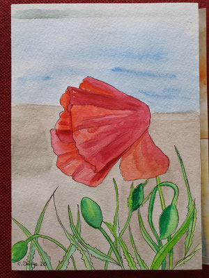 13.06.2020, Mohn, 17x24 cm