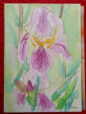 27.06.2020, Iris, 17x24 cm