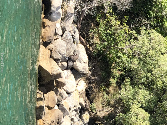 Zeehonden spotten in Abel Tasman Park
