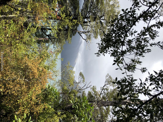 Bossen rondom Nelson Lakes