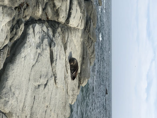 Seal colony Kaikoura