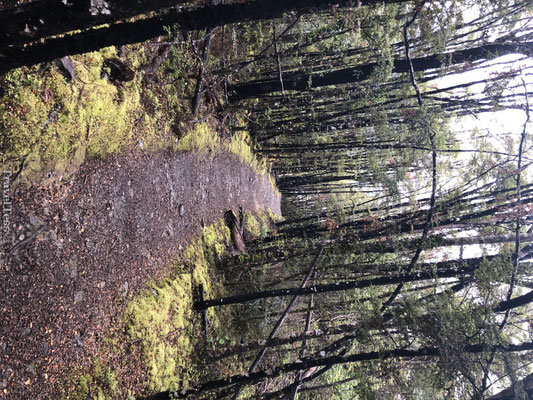 Wandelpad Nelson Lakes National Park