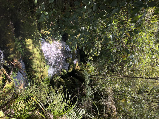 Bossen Abel Tasman National Park