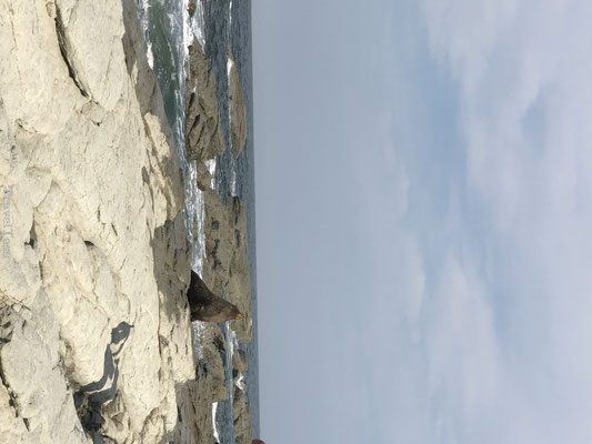 Wilde zeehonden in Kaikoura