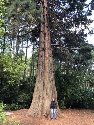 Grote boom in Kiwi Birdlife Park