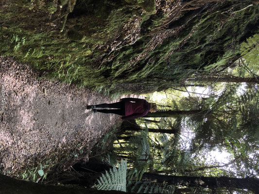 Hiken door het Tasman National Park