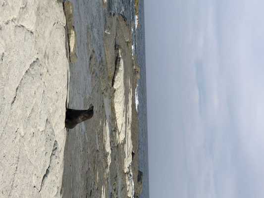 Zeehond in Kaikoura