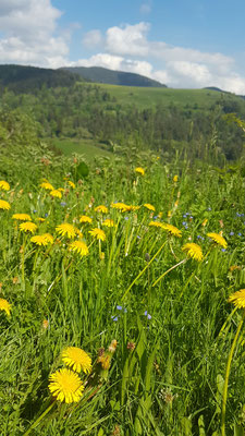 Le Renard perché, La Renaud Rautsch, grand gite, Alsace, Haut Rhin, proche de Colmar, Le Bonhomme, 68650, Col des Bagenelles, charme, nature, deconnexion, relaxation, vue, écologie, méditation, éco-lieu, yoga