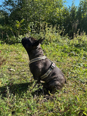 Amaya