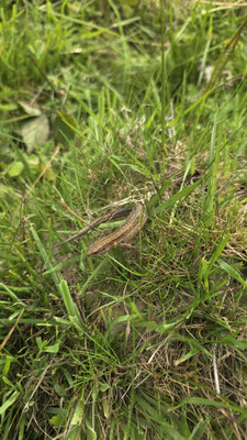 Waldeidechse (Foto: © Lisa- Marie Hille)