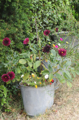 Dalhias cactus en fleurs