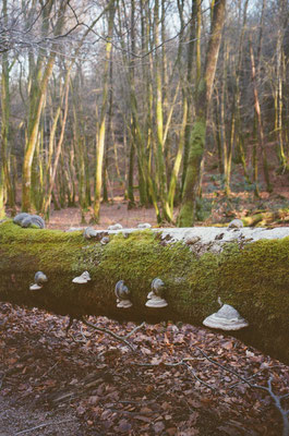 morvan février 2025