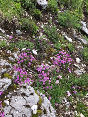 Erine des alpes