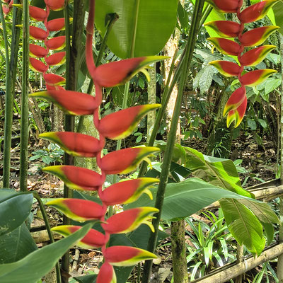 Heliconia Rostrata