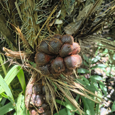 Salak (slangenfruit)