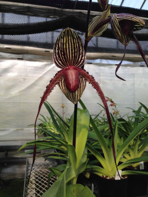 カッコいい花が咲きました 株 東京オーキット ナーセリー カッコいい花が咲きました 株 東京オーキット ナーセリー