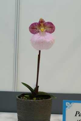 世界らん展2022 入賞花 その2 - (株)東京オーキット・ナーセリー