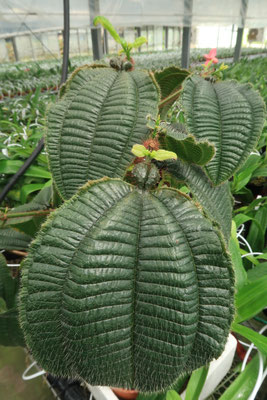 悪魔の庭」の花が咲きました！ - (株)東京オーキット・ナーセリー