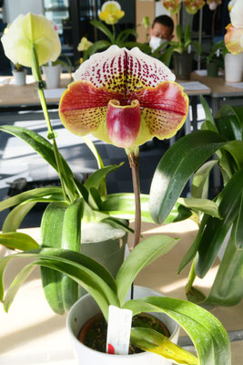 最先端 【北軽ガーデン】*パフィオ*Paph.eburneum x Shun-Fa Golden ...