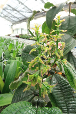 悪魔の庭」の花が咲きました！ - (株)東京オーキット・ナーセリー