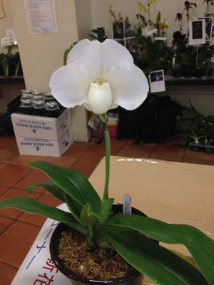 Paph. Premium Magic 'White Duke' SSM/JOGA 85pts