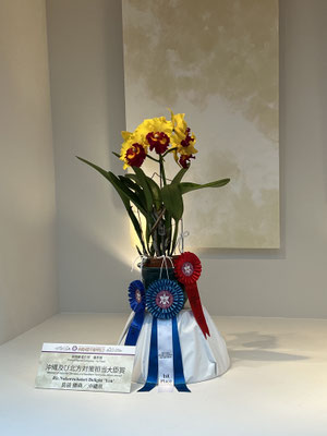 沖縄国際洋蘭博覧会入賞花 その1 - (株)東京オーキット・ナーセリー