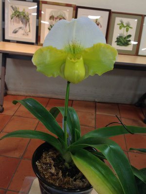 Paph. Emerald Lake 'Emperor' SSM/JOGA 86pts