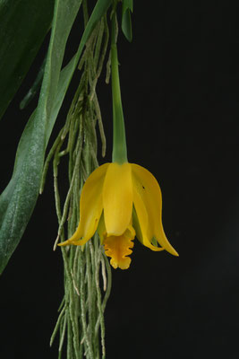 Bulb moniliforme 南米着生ラン大株ミニチュアオーキッドパルダ バルボフィラム モニリフォルメ 中株 Bulbophyllum moniliforme