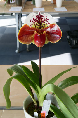 最先端 【北軽ガーデン】*パフィオ*Paph.eburneum x Shun-Fa Golden ...