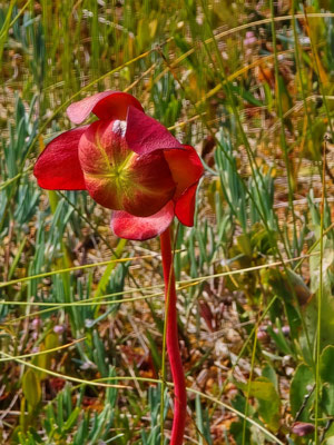 ....Die rote Schlauchpflanze - eine fleischfressende Pflanze....