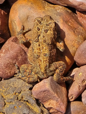 ....fast übersehen einen 1 cm 'munzigen' Frosch