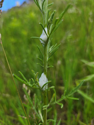 Larvennest der Schaumzikade