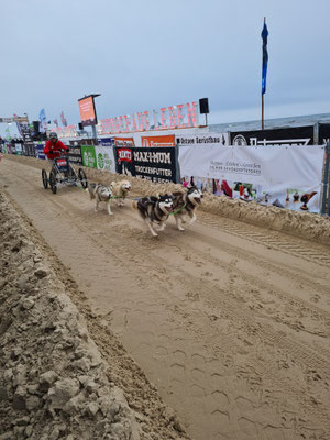 Hunderennen