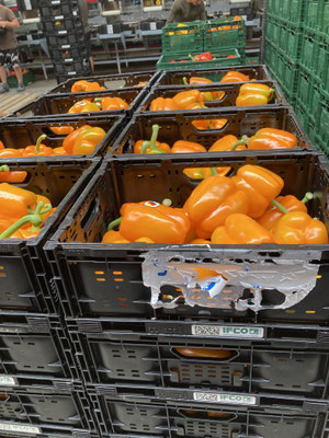 Vitaroms Paprika