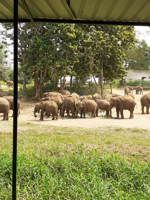 Elefantenwaisenhaus