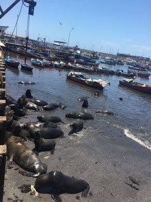 Seelöwen am Fischmarkt