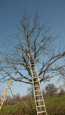 Obstbaumschnitt Ofterdingen