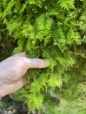 Das Moos hängt in grossen Bärten von Felsen und Bäumen. Bild: Atlant Bieri