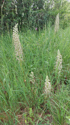 Hymantoglossum hircinum