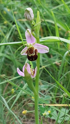 Ophrys apifera