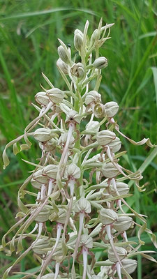 Hymantoglossum hircinum