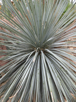 Mitchell Park Horticultural Conservatory 