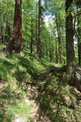 sentier randonnée dans les mélèzes