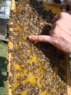 Ihre Majestät Nr. 75