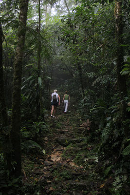 dans la jungle au panama