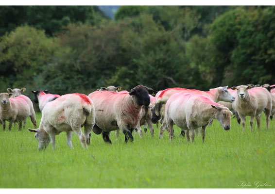 Irlande moutons colorés