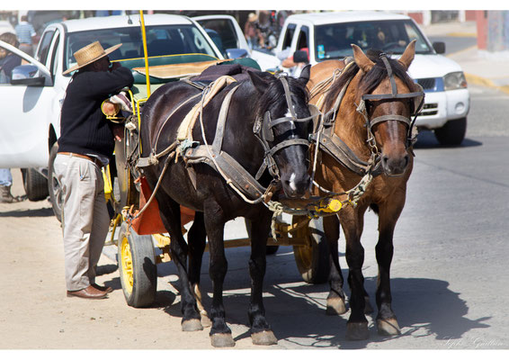 Chili Pichilemu chevaux