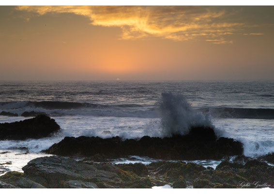 Chili Pichilemu